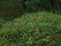 Linnaea borealis 19, Linnaeusklokje, Saxifraga-Hans Boll