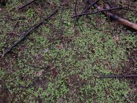 Linnaea borealis 30, Linnaeusklokje, Saxifraga-Ed Stikvoort