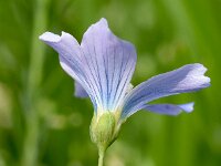 Linum alpinum 10, Saxifraga-Sonja Bouwman  Alpine flax - Linum alpinum - Linaceae familie