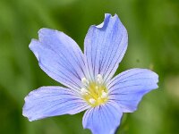 Linum alpinum 11, Saxifraga-Sonja Bouwman  Alpine flax - Linum alpinum - Linaceae familie