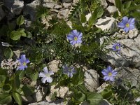 Linum alpinum 2, Saxifraga-Willem van Kruijsbergen