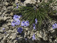 Linum alpinum 3, Saxifraga-Willem van Kruijsbergen