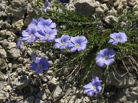 Linum alpinum 4, Saxifraga-Willem van Kruijsbergen