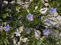 Linum alpinum 5, Saxifraga-Willem van Kruijsbergen