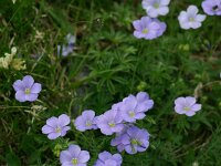 Linum alpinum 6, Saxifraga-Dirk Hilbers