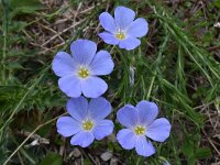Linum alpinum 7, Saxifraga-Harry Jans