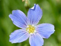 Linum alpinum 8, Saxifraga-Sonja Bouwman  Alpine flax - Linum alpinum - Linaceae familie