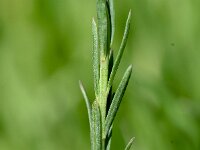 Linum alpinum 9, Saxifraga-Sonja Bouwman  Alpine flax - Linum alpinum - Linaceae familie