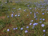 Linum austriacum 12, Saxifraga-Ed Stikvoort