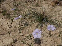 Linum austriacum 14, Saxifraga-Ed Stikvoort : Jerevan - Garni A900