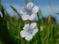 Linum bienne 10, Saxifraga-Ed Stikvoort