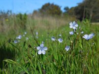Linum bienne 11, Saxifraga-Ed Stikvoort