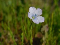 Linum bienne 12, Saxifraga-Ed Stikvoort
