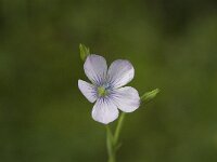 Linum bienne 2, Saxifraga-Jan van der Straaten