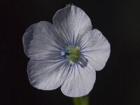 Linum bienne 4, Saxifraga-Willem van Kruijsbergen