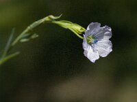 Linum bienne 5, Saxifraga-Willem van Kruijsbergen