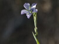 Linum bienne 6, Saxifraga-Jan van der Straaten