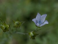 Linum bienne 8, Saxifraga-Willem van Kruijsbergen