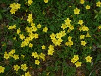 Linum campanulatum 3, Saxifraga-Dirk Hilbers