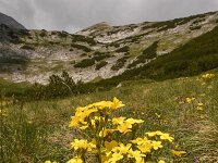 Linum capitatum 11, Saxifraga-Harry Jans  Linum capitatum