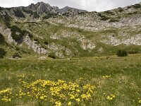 Linum capitatum 12, Saxifraga-Harry Jans  Linum capitatum