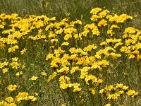 Linum capitatum 14, Saxifraga-Harry Jans  Linum capitatum
