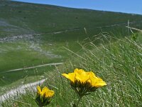 Linum capitatum 15, Saxifraga-Jeroen Willemsen