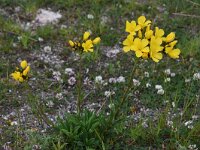 Linum capitatum 2, Saxifraga-Harry Jans  Linum capitatum
