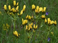 Linum capitatum 3, Saxifraga-Harry Jans  Linum capitatum
