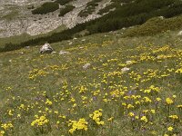 Linum capitatum 7, Saxifraga-Harry Jans  Linum capitatum