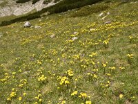 Linum capitatum 8, Saxifraga-Harry Jans  Linum capitatum