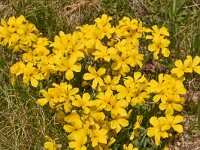 Linum capitatum 9, Saxifraga-Harry Jans  Linum capitatum