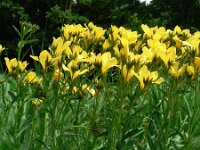 Linum flavum 2, Saxifraga-Jan Willem Jongepier