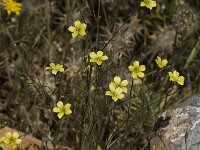 Linum maritimum 2, Saxifraga-Jan van der Straaten
