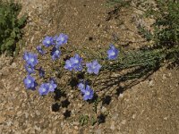 Linum narbonense 3, Saxifraga-Jan van der Straaten