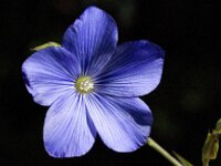 Linum narbonense 6, Saxifraga-Jan van der Straaten