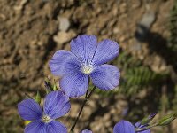 Linum narbonense 8, Saxifraga-Jan van der Straaten