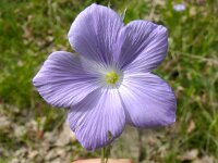Linum narbonense, Saxifraga-Hans Grotenhuis (2)