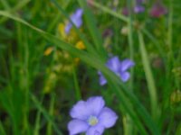 Linum nervosum 2, Saxifraga-Ed Stikvoort