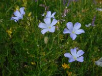 Linum nervosum 3, Saxifraga-Ed Stikvoort