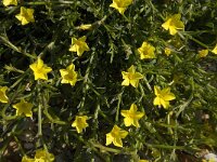 Linum nodiflorum 2, Saxifraga-Willem van Kruijsbergen