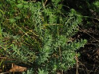 Linum perenne 4, Overblijvend vlas, Saxifraga-Rutger Barendse