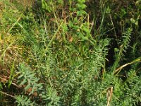 Linum perenne 5, Overblijvend vlas, Saxifraga-Rutger Barendse