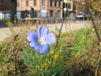 Linum perenne 6, Overblijvend vlas, Saxifraga-Rutger Barendse