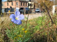 Linum perenne 7, Overblijvend vlas, Saxifraga-Rutger Barendse