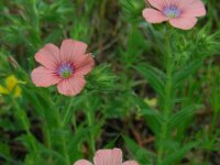 Linum pubescens 7, Saxifraga-Ed Stikvoort