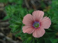 Linum pubescens 9, Saxifraga-Ed Stikvoort
