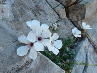 Linum salsoloides 2, Saxifraga-Ed Stikvoort : Espinama - Fuente Dé - Regugio de Aliva s9900