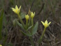 Linum strictum 10, Saxifraga-Willem van Kruijsbergen