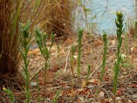Linum strictum 13, Saxifraga-Ed Stikvoort : Vathi - Gidaki beach Ithaki s9900